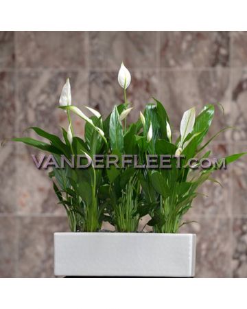 Peace Lily In White Ceramic