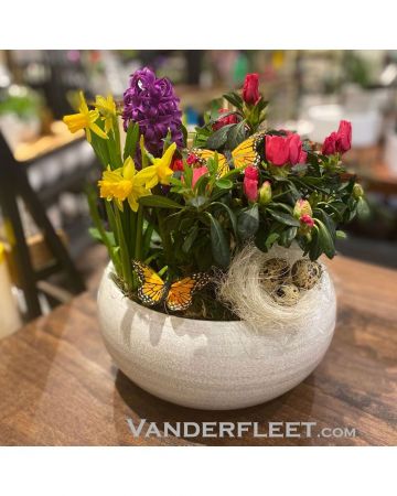 Forever Spring