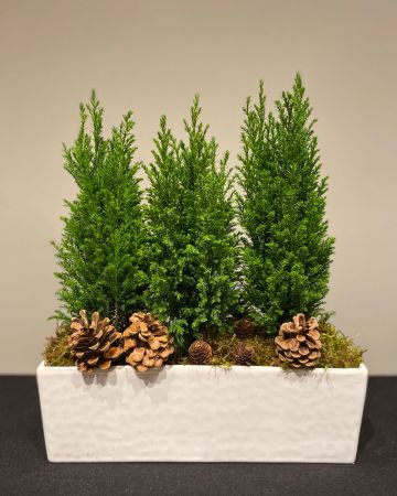 Green Cypress Planter