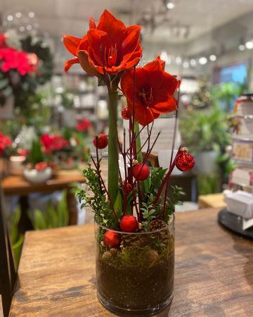 Holiday Amaryllis