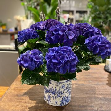 Blue Hydrangea