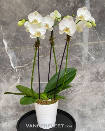 Phalaenopsis Orchid Plant