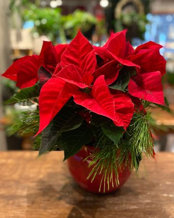 Poinsettia Plant