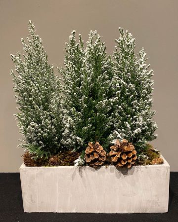Snowy Cypress Planter