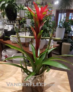 Tropical Bromeliad