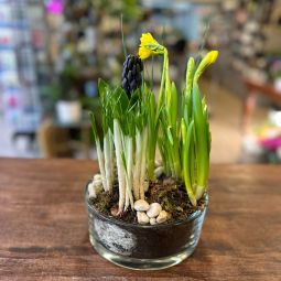 Spring Bulb Planter Petite