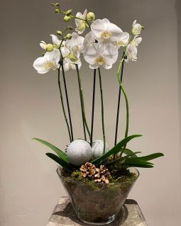 Phalaenopsis Christmas Orchid