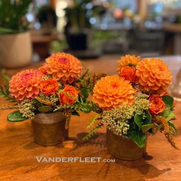 Dahlia Duo