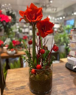 Holiday Amaryllis