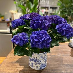 Blue Hydrangea