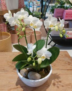 Mini Phalaenopsis Orchid Planter