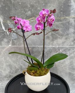 Mini Phalaenopsis Orchid Plant