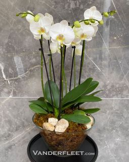 Phalaenopsis Orchid Planter