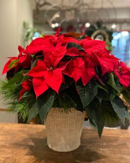 Large Poinsettia Plant