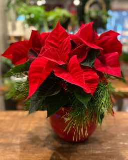 Poinsettia Plant